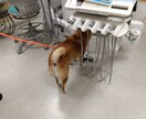 ノーズワークの自身の動画1本へのアドバイスをします エコルのノーズワーククラス在校生と卒業生のみ購入可能 イメージ1