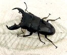 カブト・クワガタの飼育、ブリードの相談に乗ります カブト・クワガタの飼育やブリード、何でもお任せください。 イメージ1