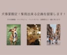 犬事業限定！集客出来る企画を提案します 犬の幼稚園・ドッグカフェ・ペットホテル・訪問型など考えます！ イメージ1