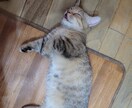 猫ちゃんに関する悩みや相談のります ・猫ちゃんの飼い方・多頭飼育の方法・初めて猫ちゃんを飼う イメージ6