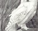 デッサン風のリアルなイラスト描きます 鉛筆や色鉛筆で暖かみのある絵を描きます！ イメージ6
