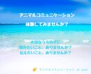 動物さんとお話します、あなたの想いを伝えます アニマルコミュニケーションを体験してみませんか？ イメージ1