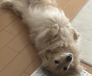 愛犬がまとわりついて離れないおやつお伝えします 無添加でおいしいストックもできる簡単レシピ イメージ10