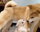 癒やしと安心をお届けします あなたをまるっと受け止めます、何でもはなしてくださいね♡ イメージ1