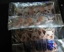 オリジナルミニマムイラスト描きます ペット等も可！アクキーやグッズの相談も受付てます！ イメージ9