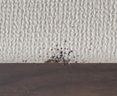 まずは電話！駆除における方法全力でサポートします 費用が高いからできるなら自分でやってみようかな？は必見です！ イメージ8
