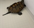 可愛い動物たちの動画素材提供します 写真でも動画でも！色々な動物の素材提供します！ イメージ8