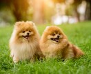 お家のわんちゃんのことなんでも聞きます 専門学校卒、知識あります！大型犬、小型犬両方飼育しています！ イメージ1