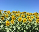 写真撮影します 風景などなど…写真撮影代行します。 イメージ2