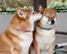 5分でもお話をうかがい波動調整ヒーリングを送ります ✨心身を癒やし脳を整えるハッピーヒーリング電話をいたします♡ イメージ7