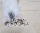 ショート動画のキャプション入れます Instagram・TikTok動画のキャプション入れ イメージ3