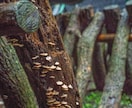 九州圏内で動画・写真撮影承りまます 「HP・LP用」など動画・写真撮影をします イメージ2