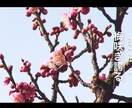 個性あふれる自己PR動画制作します テレビとYouTubeの感性を混ぜ込んだ一品を制作します！ イメージ2