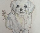 色鉛筆で描いたペットの肖像画を原画でお届けします 犬・猫・鳥・爬虫類・魚類・昆虫など種類は問いません イメージ4