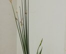 完全匿名ー池坊いけばなのお稽古します ☆トークルームのやり取りです。【面倒なしがらみ一切なし】 イメージ4