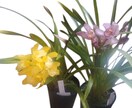 シンビジウムのお悩み解決、お手伝いいたします 植物がもっと好きになる、育てるワクワクもお届けします イメージ1