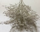 誰でも作れちゃうドライフラワー教えます 2ステップでちょー簡単！まさかの"アレ"を使います！！ イメージ3
