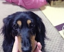 昔のペットの写真でも、綺麗に残します 色褪せてしまった思い出写真も、可愛く綺麗な形に整えます。 イメージ3