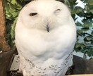 画像の美肌加工・修正・プロプリントを行います 写真のプロである、私達写真館が画像の修正を行います！！ イメージ3