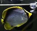 水族館好きの為の動画作ります 水族館系YouTubeチャンネル300万回越えの編集者が作成 イメージ1