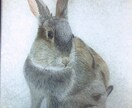 ペットや動物を色鉛筆でリアルに描きます ペットの思い出づくりにいかがですか？ イメージ2