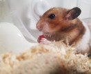 悩み相談や聞いてほしい事何でも聞きます 色んな事を乗り越えてきた私だから寄り添えることもある。 イメージ1