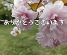 桜の写真LINEスタンプ作ります 文字変更OKやさしい桜スタンプ イメージ3