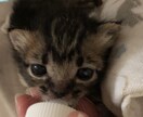 保護子猫の育て方（初心者歓迎）丁寧にサポートします 乳飲み子猫の命をつなぐ技術と知識、伝えます,ﾟ.:｡+ﾟ イメージ4