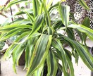 プロが植物に関するお悩み解決致します 植物のプロが即日お答え致します(^^) イメージ2