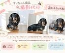犬用商品の撮影代行します 思わず欲しくなる可愛い一枚をお届け イメージ1