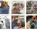 Instagramであなたの写真・動画を投稿します フォロワー200千人!犬テーマのインスタグラムPRにオススメ イメージ1