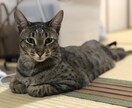 わんちゃん猫ちゃんをリアルタッチでイラストにします ペットのリアルタッチイラスト化 イメージ4
