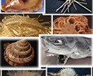 海洋生物種の同定標本作成保管などのアドバイスします 海洋生物の標本作成方法や保持保管についてアドバイスできます イメージ8