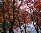 秋の京都観光！教えます 紅葉名所が多数の京都、地元民ならではの選りすぐりの名所紹介！ イメージ4