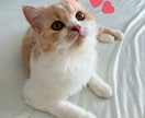 インナーチャイルドセラピーであなたを癒します アロマセラピストがあなたの子供時代に優しく寄り添います イメージ2