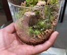 苔テラリウム･パルダリウム作成します お家に小さな森を取り入れませんか？ イメージ3