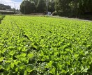 有機農業に興味のある方の就農相談、栽培相談をします 就農４年で売上2500万円越えの有機農家が相談に乗ります。 イメージ3