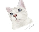 猫ちゃんのイラストをふんわり可愛いくお描きします Cat Portrait Illustration イメージ4
