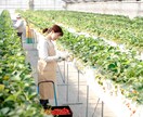 QS肥料を施用したイチゴ栽培のコンサルが出来ます 二度と困らない…栽培マニュアルを作成するサポートを致します! イメージ9