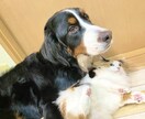 愛犬に関する記事を執筆します 愛犬との快適な暮らしを実現したい方へ。 イメージ4