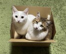 愛玩動物看護師がペットのお悩みをチャットで聞きます 動物病院の看護師にペットのこと、ちょっと話してみませんか？ イメージ3