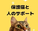 野良猫、保護猫の悩みに寄り添います あなたと猫の「いま必要な一歩」を一緒にみつけます。 イメージ1