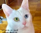 幸運を呼ぶ白猫★タロット×西洋占星術で占います 【仕事・人間関係・人生】今と未来を読み解き明るい未来への導き イメージ6