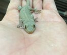 ヘビ、トカゲ、カメ、カエルの飼育相談のります 現在日本産(野生由来)のもの22種50匹ほど飼育中。 イメージ3