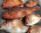 はじめての魚釣り！をお手伝いします 魚釣り、何からすれば良いの？をレクチャーします！ イメージ6