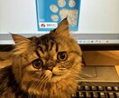 大事なペットのかわいい自慢聞きます 大好きな家族のお話しましょう！ イメージ5