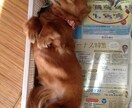 わんちゃん限定！しつけのお悩みアドバイスします！ イメージ2