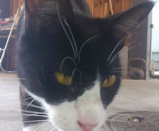全くの素人がキャッチコピーつけます イメージ1