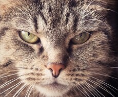 イライラから解放されるための一歩をお伝えします イメージ1