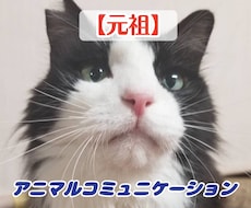 あなたのペットの気持ちをわかりやすくお伝えします 〜あなたと大切なペットの架け橋になる〜